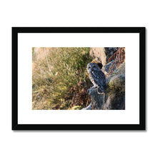Load image into Gallery viewer, Tawny on the Rocks Framed & Mounted Print