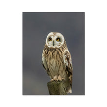 Load image into Gallery viewer, Short Eared Owl Fine Art Print