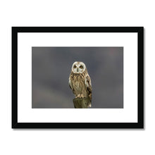 Load image into Gallery viewer, Short Eared Owl Framed & Mounted Print