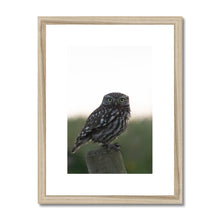 Load image into Gallery viewer, Little Owl Framed & Mounted Print