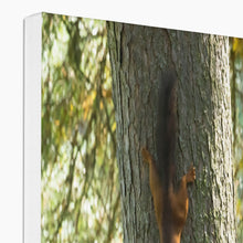 Load image into Gallery viewer, Mission Impossible Red Squirrel Canvas
