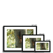 Load image into Gallery viewer, Mission Impossible Red Squirrel Framed & Mounted Print