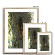 Load image into Gallery viewer, Mission Impossible Red Squirrel Framed & Mounted Print