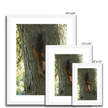 Load image into Gallery viewer, Mission Impossible Red Squirrel Framed & Mounted Print