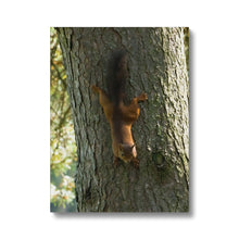 Load image into Gallery viewer, Mission Impossible Red Squirrel Canvas