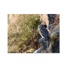 Load image into Gallery viewer, Tawny on the Rocks Fine Art Print