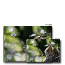 Load image into Gallery viewer, Long Eared Owl Canvas