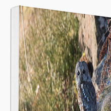 Load image into Gallery viewer, Tawny on the Rocks Canvas