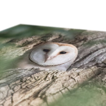 Load image into Gallery viewer, Owl In Hollow Canvas
