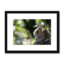 Load image into Gallery viewer, Long Eared Owl Framed & Mounted Print