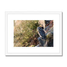 Load image into Gallery viewer, Tawny on the Rocks Framed & Mounted Print