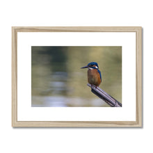 Load image into Gallery viewer, Kingfisher Framed & Mounted Print