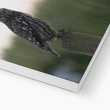 Load image into Gallery viewer, Little Owl Canvas