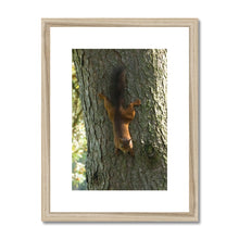 Load image into Gallery viewer, Mission Impossible Red Squirrel Framed & Mounted Print