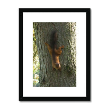 Load image into Gallery viewer, Mission Impossible Red Squirrel Framed & Mounted Print