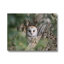 Load image into Gallery viewer, Owl In Hollow Canvas