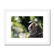 Load image into Gallery viewer, Long Eared Owl Framed & Mounted Print
