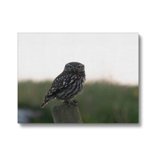 Load image into Gallery viewer, Little Owl Canvas