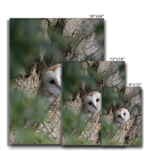 Load image into Gallery viewer, Hello Barn Owl Canvas