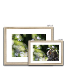 Load image into Gallery viewer, Long Eared Owl Framed & Mounted Print