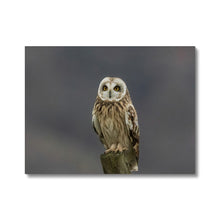 Load image into Gallery viewer, Short Eared Owl Canvas