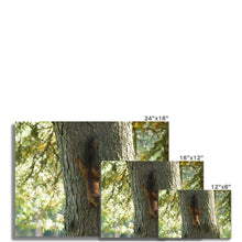 Load image into Gallery viewer, Mission Impossible Red Squirrel Fine Art Print