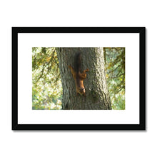 Load image into Gallery viewer, Mission Impossible Red Squirrel Framed & Mounted Print