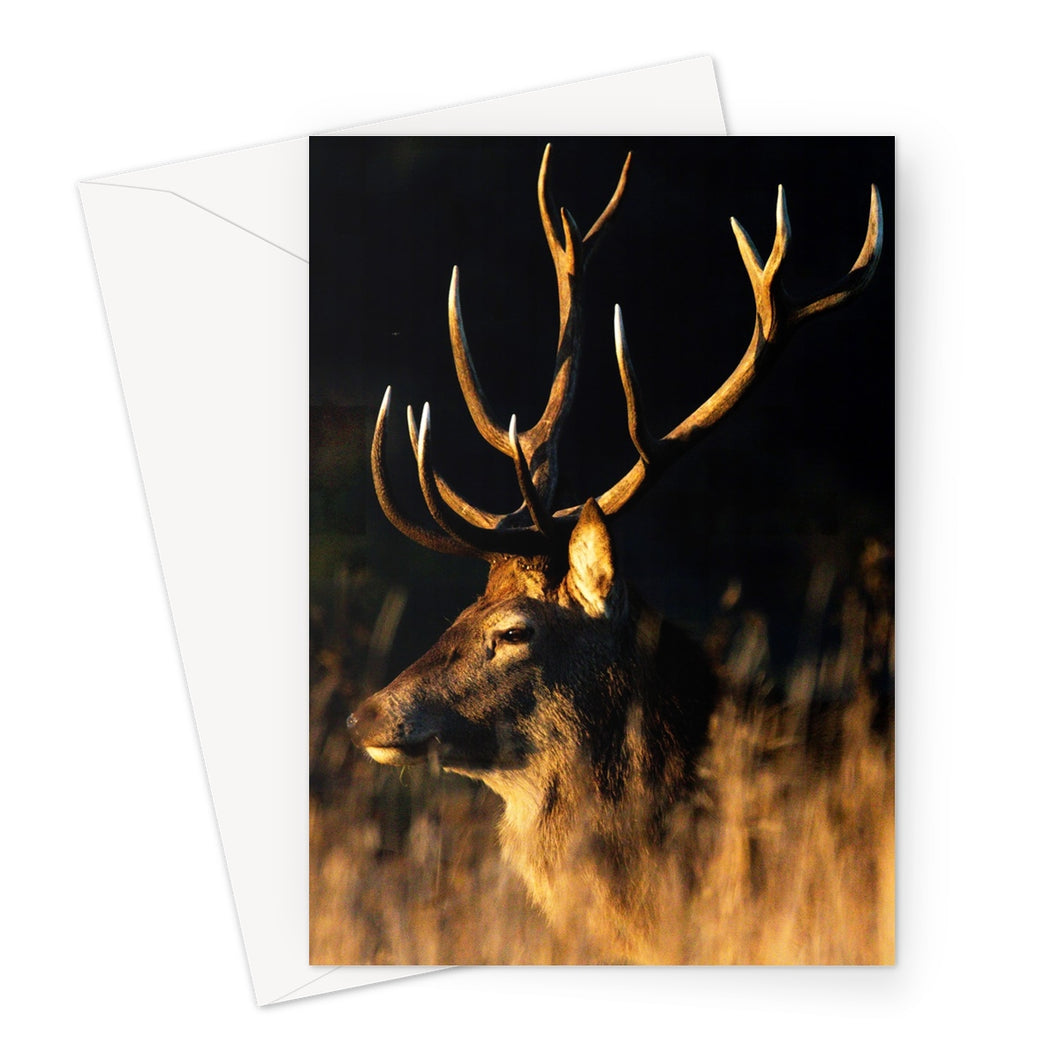 Lights, camera, action Greeting Card