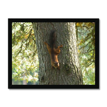 Load image into Gallery viewer, Mission Impossible Red Squirrel Framed Print
