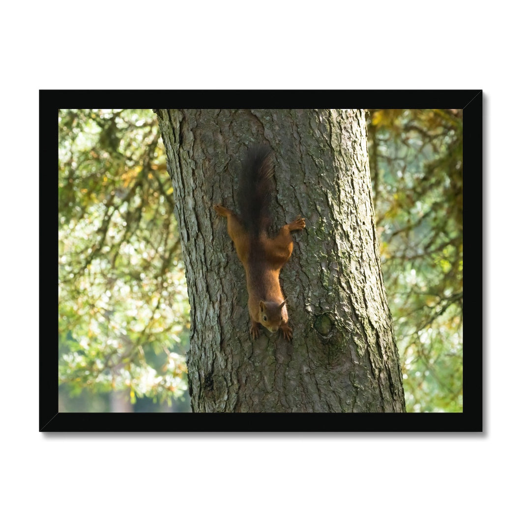 Mission Impossible Red Squirrel Framed Print