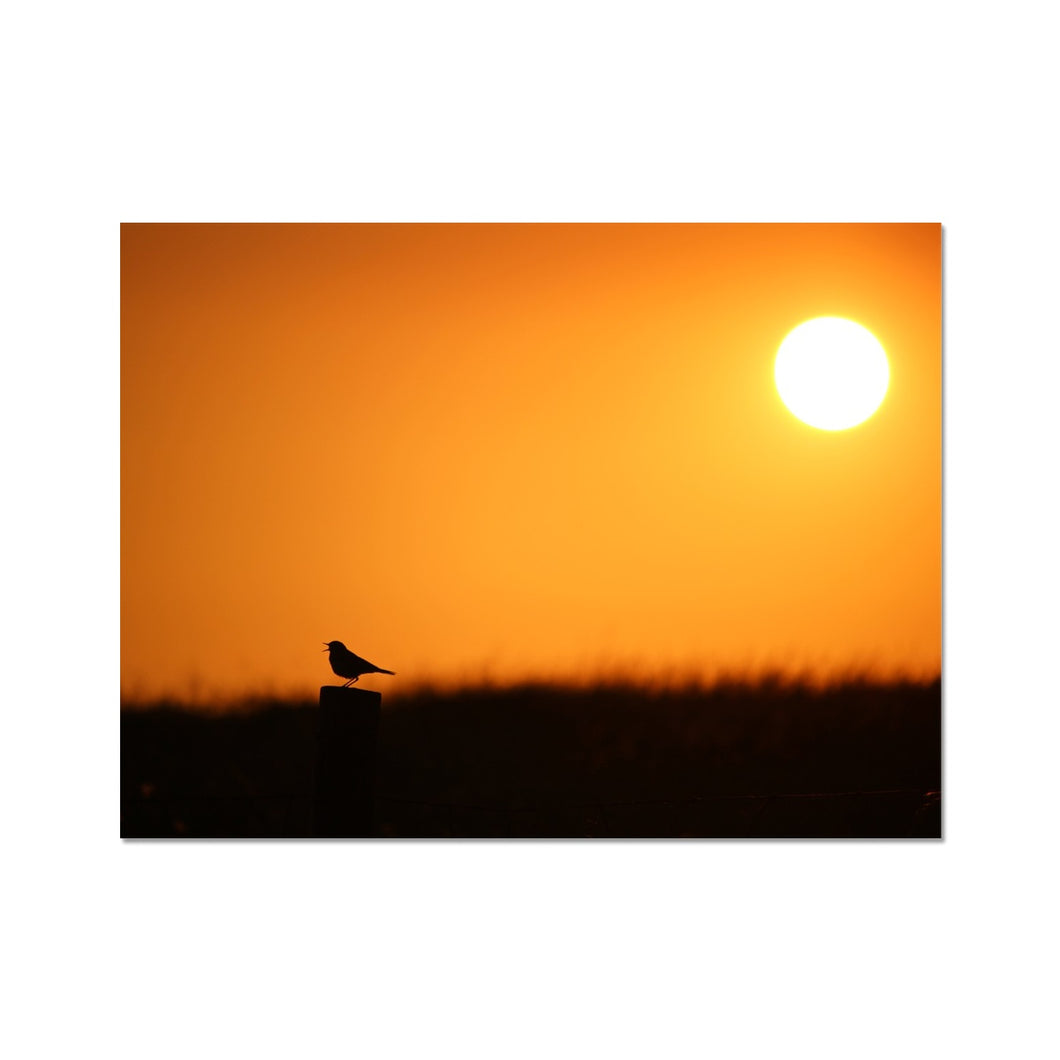 Sunset Tweet Fine Art Print