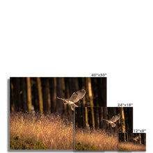 Load image into Gallery viewer, Golden Long Eared Owl Fine Art Print
