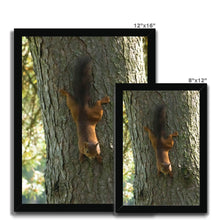 Load image into Gallery viewer, Mission Impossible Red Squirrel Framed Print
