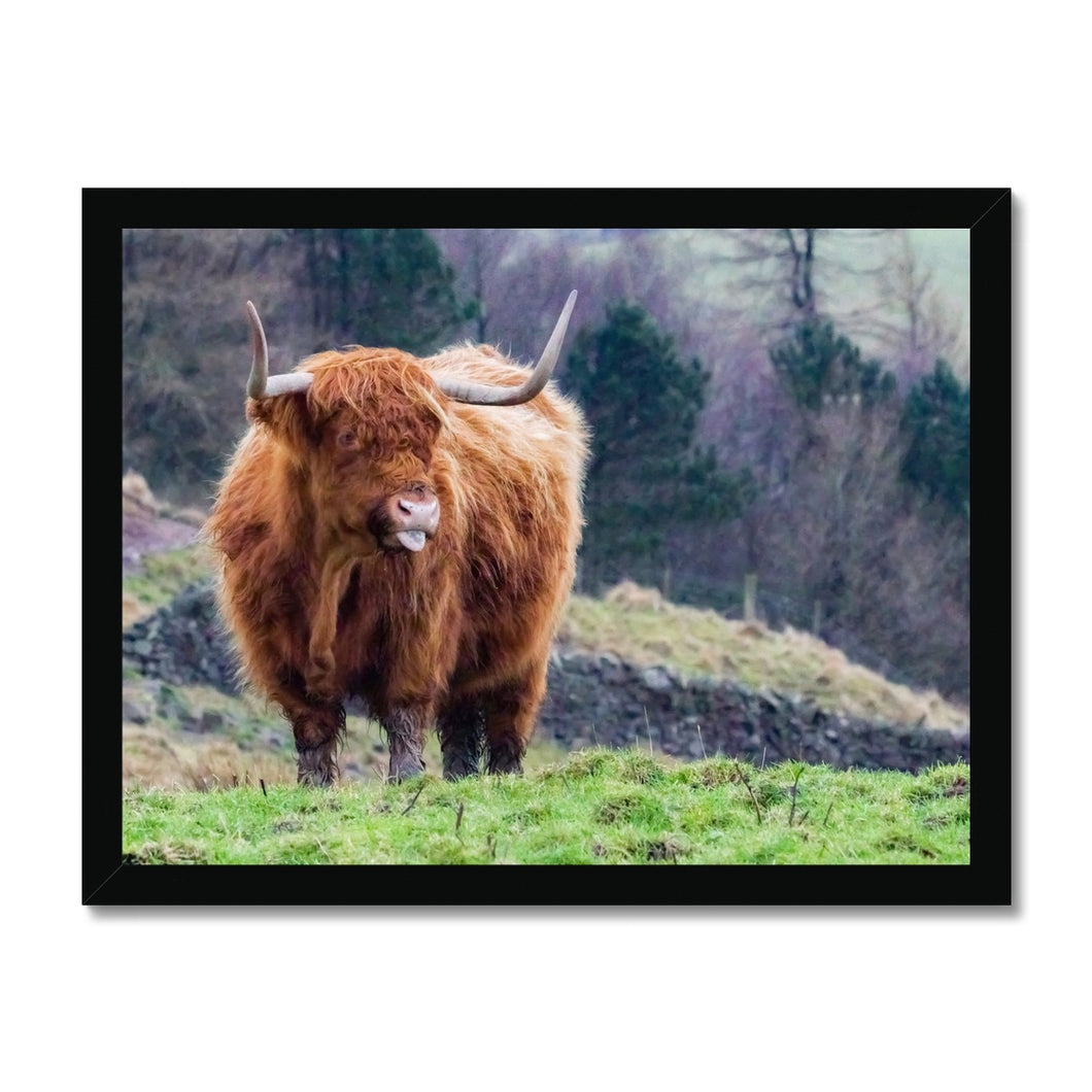 Raspberry Cow Framed Print