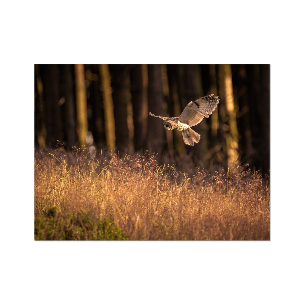 Golden Long Eared Owl Fine Art Print