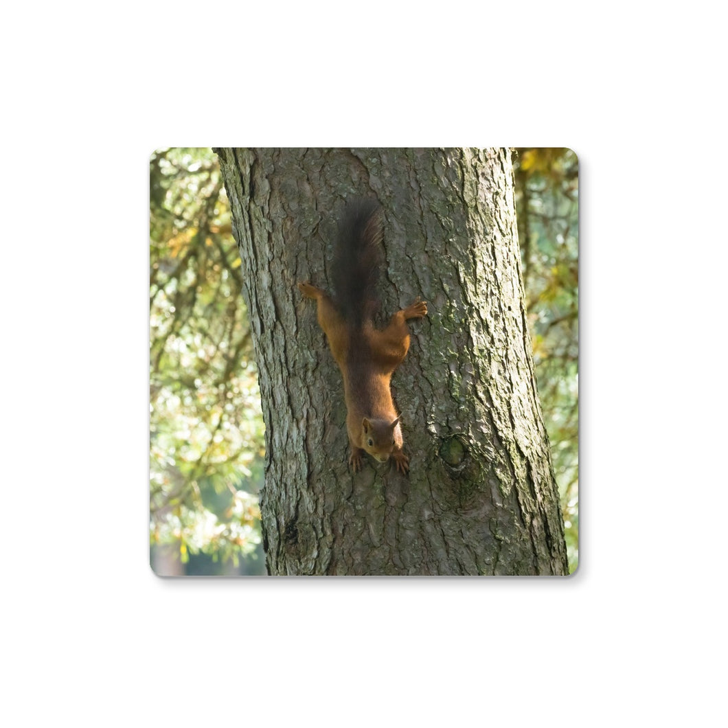 Mission Impossible Red Squirrel Coaster