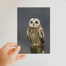 Load image into Gallery viewer, Short Eared Owl Classic Postcard
