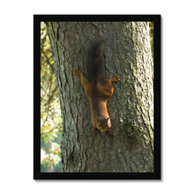 Load image into Gallery viewer, Mission Impossible Red Squirrel Framed Print
