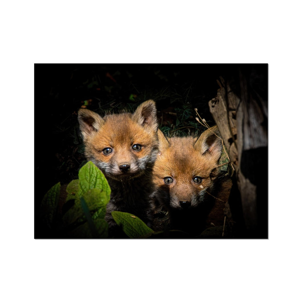 Fox Cubs Fine Art Print