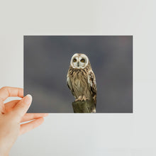 Load image into Gallery viewer, Short Eared Owl Classic Postcard
