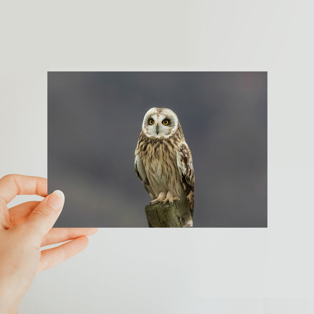 Short Eared Owl Classic Postcard