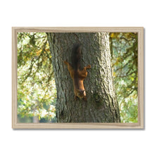 Load image into Gallery viewer, Mission Impossible Red Squirrel Framed Print
