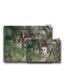 Load image into Gallery viewer, Owl In Hollow Canvas
