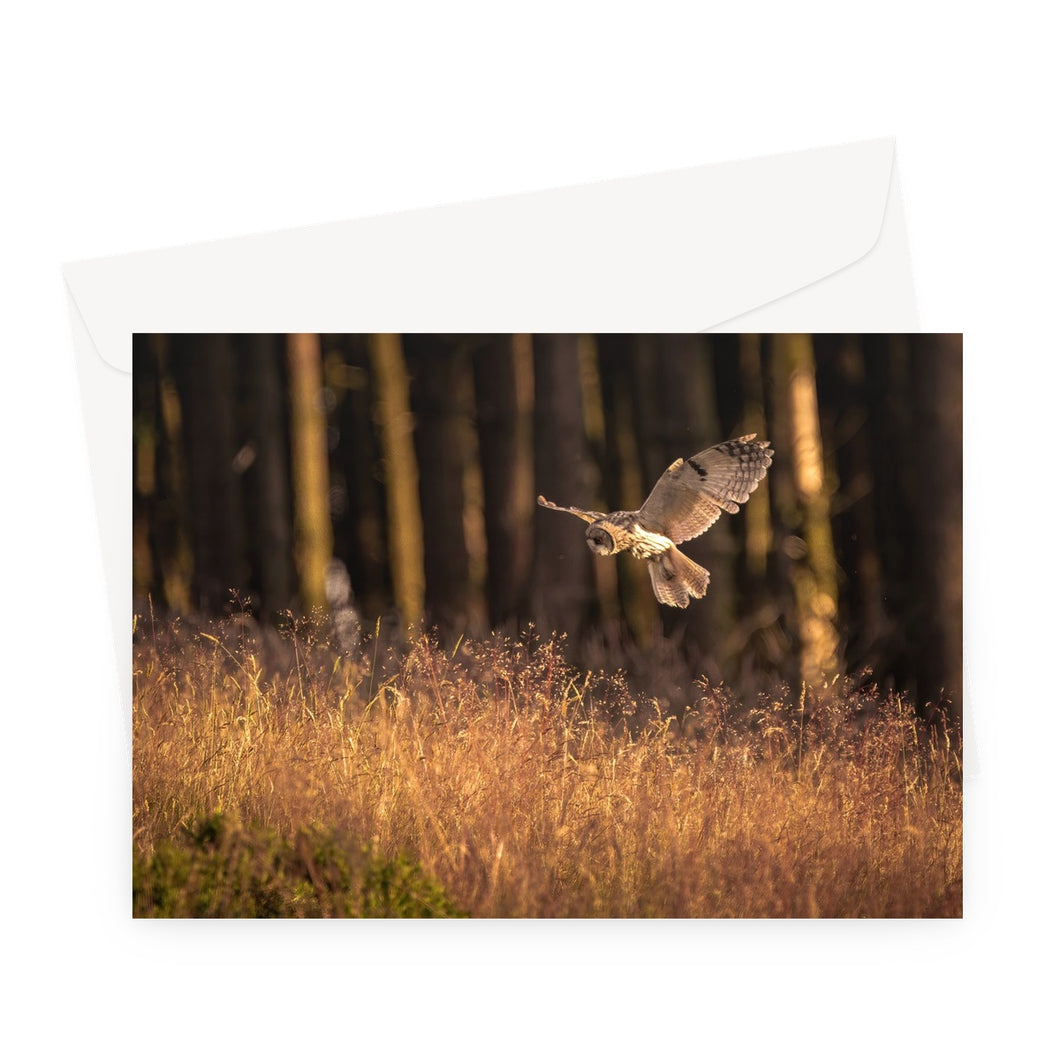 Golden Long Eared Owl Greeting Card