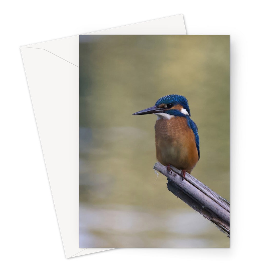 Kingfisher Greeting Card