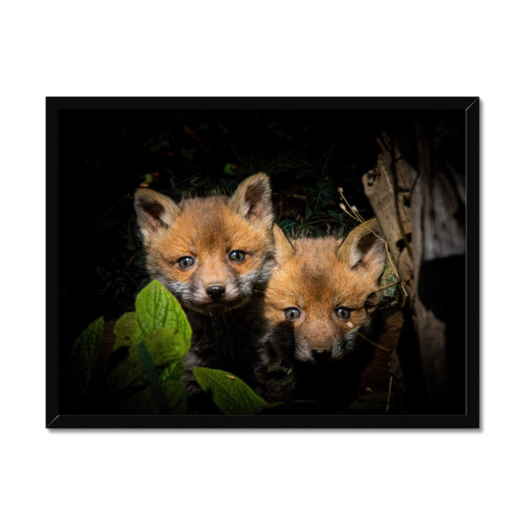 Fox Cubs Framed Print