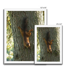 Load image into Gallery viewer, Mission Impossible Red Squirrel Framed Print
