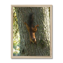 Load image into Gallery viewer, Mission Impossible Red Squirrel Framed Print
